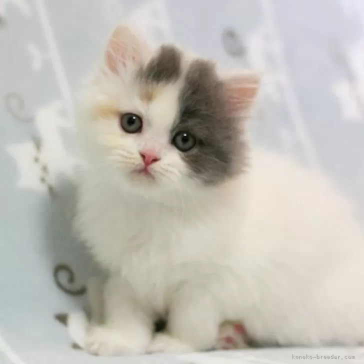 ID:2402-02296の子猫