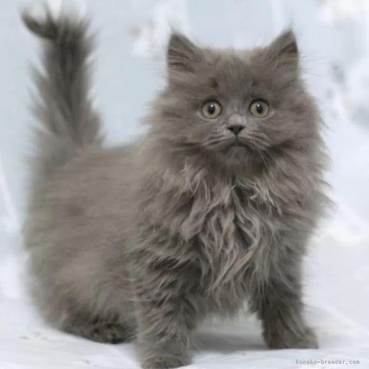 ID：2511-01026の子猫