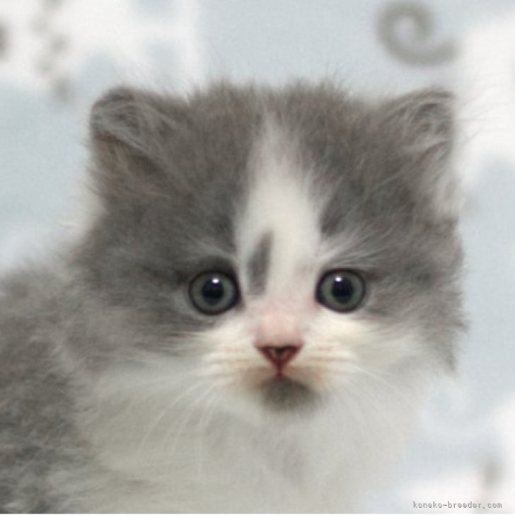 ブリーダー画像