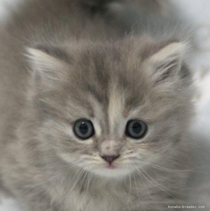 ブリーダー画像