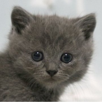 ミヌエット(短足)【群馬県・男の子・2025年10月1日・ブルー&ホワイト】の写真「短足ミヌエットの男の子　人気のブルー」