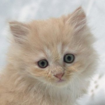 ミヌエット(長足)【群馬県・男の子・2025年11月9日・クリーム&ホワイト】の写真「長足ミヌエットの男の子　癒し系のクリーム＆ホワイト」