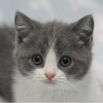 マンチカン(短足)【群馬県・男の子・2025年5月10日・ブルータビー&ホワイト】の写真「短足マンチカンの男の子　人気のブルー系ハチワレ男子」