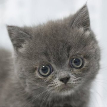 ミヌエット(短足)【群馬県・男の子・2025年9月18日・ブルー】の写真「短足ミヌエットの男の子。エキゾチックフェース！」