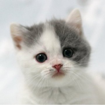 ミヌエット(短足)【群馬県・女の子・2025年10月1日・ブルー&ホワイト】の写真「短足ミヌエットの女の子　人気のブルー＆ホワイト」