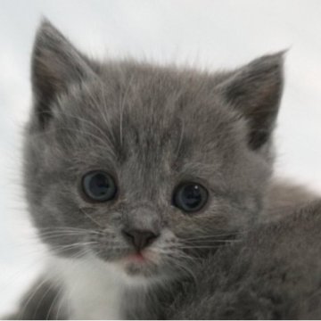 ミヌエット(短足)【群馬県・女の子・2025年10月1日・ブルー&ホワイト】の写真「短足ミヌエットの女の子　人気のブルー＆ホワイト」