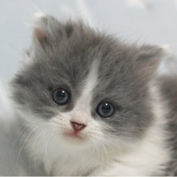 ミヌエット(短足)【群馬県・男の子・2025年10月1日・ブルー&ホワイト】の写真「短足ミヌエットの男の子　人気のブルー＆ホワイト」