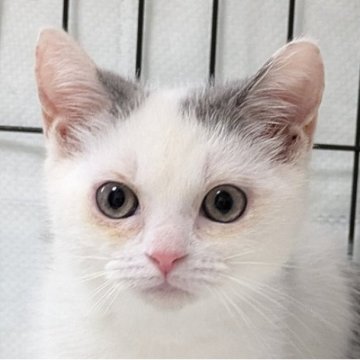 マンチカン(長足)【群馬県・男の子・2025年5月10日・ブルータビー&ホワイト】の写真「長足マンチカンの男の子。人気のブルー系カラー」