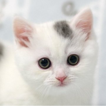 ミヌエット(短足)【群馬県・男の子・2025年9月26日・ブルー&ホワイト】の写真「短足ミヌエットの女の子　人気のブルー＆ホワイト」