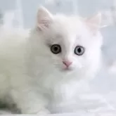 ミヌエット(短足)