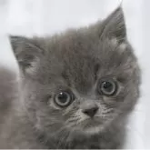 ミヌエット(短足)