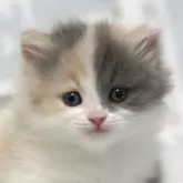 ミヌエット(短足)