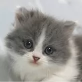 ミヌエット(短足)