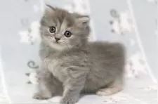 ミヌエット(長足)【群馬県・女の子・2025年11月10日・ブルーパッチドタビー】の写真6