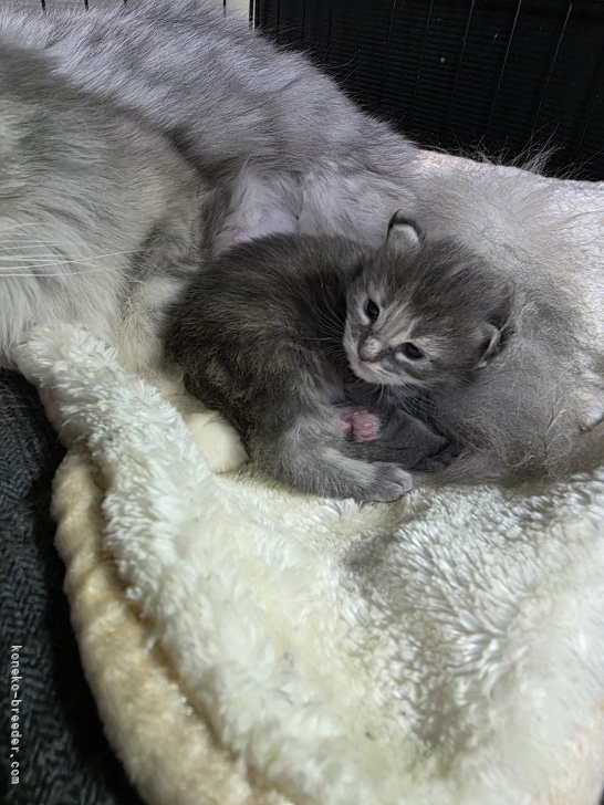 行岡理恵ブリーダーのブログ：すずちゃんBaby