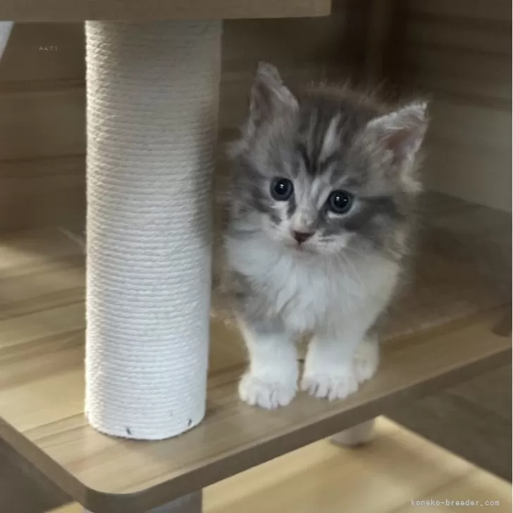 ID:2410-02493の子猫