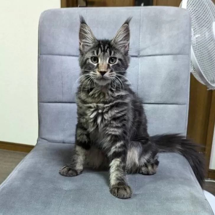 T.M 様のお迎えした子猫