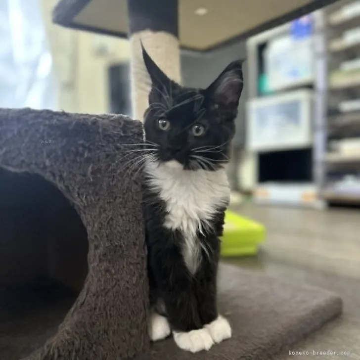 ID：2309-00157の子猫