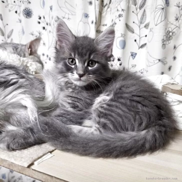 ID:2508-02602の子猫