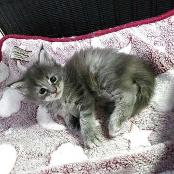 メインクーン【三重県・女の子・2025年10月13日・ブルーパッチドタビー】の写真「お母さんに似て美人さんになりそう😍」