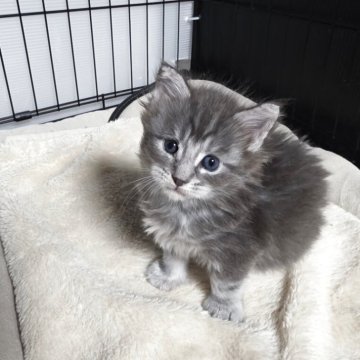 メインクーン【三重県・女の子・2025年10月12日・ブルータビー】の写真「行動派ガール😸」