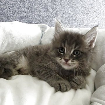 メインクーン【三重県・男の子・2025年8月5日・ブルータビー】の写真「僕は男の子‼️　パワフルBoy😼」