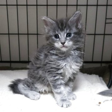 メインクーン【三重県・女の子・2025年10月12日・ブルーシルバータビー】の写真「行動派ガール😸」