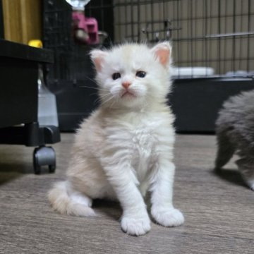 メインクーン【三重県・男の子・2025年10月12日・カメオタビー】の写真「おっとり系男子👟♂」