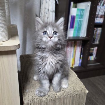 メインクーン【三重県・女の子・2025年10月13日・ブルーパッチドタビー】の写真「お母さんに似て美人さん💕」