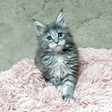 メインクーン【三重県・女の子・2025年10月13日・ブルーパッチドタビー】の写真「お母さんに似て美人さん💕」