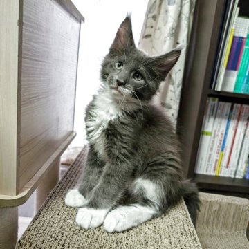 メインクーン【三重県・男の子・2025年8月15日・ブルー&ホワイト】の写真「あごしろ男爵😬」