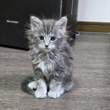 メインクーン【三重県・女の子・2025年10月12日・ブルーシルバータビー】の写真「行動派ガール😸」