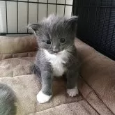 メインクーン