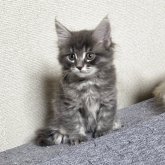 メインクーン