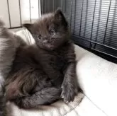 メインクーン【三重県・男の子・2025年8月15日・ブラック】の写真4「視線の先には？」