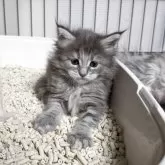 メインクーン【三重県・女の子・2025年10月13日・ブルーパッチドタビー】の写真5「トイレで遊ぶのやめて～」