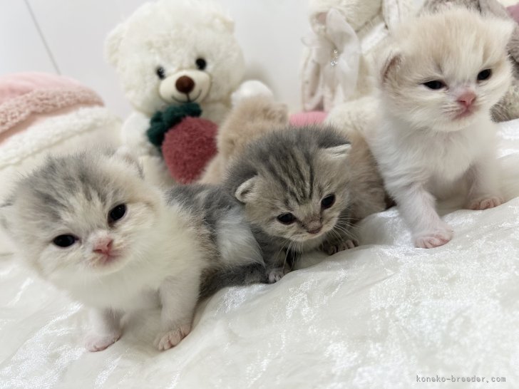 森長美海ブリーダーのブログ：ミヌエットのメルベビ生後18日目❣️