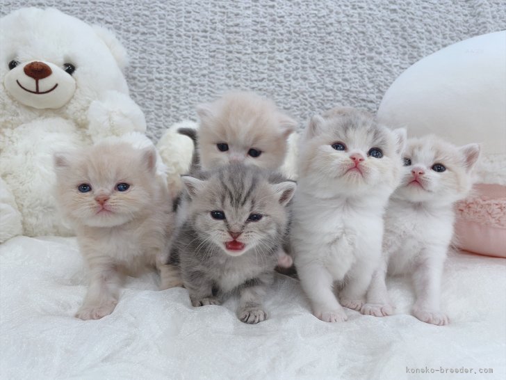 森長美海ブリーダーのブログ：生後26日目