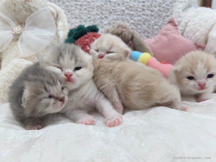 森長美海ブリーダーのブログ：生後12日目ᩚ