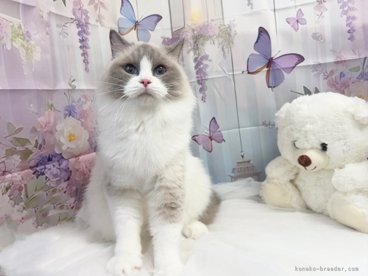 ラグドール【・女の子・2022年6月28日・ブルーポイントバイカラー】