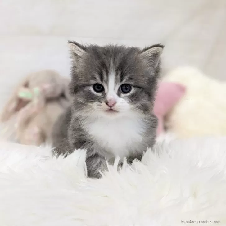 ID：2406-00976の子猫