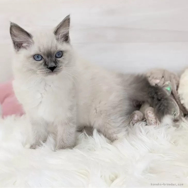 ID：2406-00951の子猫