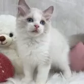 ラグドール【大阪府・男の子・2025年8月7日・ブルーポイントバイカラー】の写真11