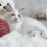 ラグドール【大阪府・男の子・2025年8月7日・ブルーポイントバイカラー】の写真12