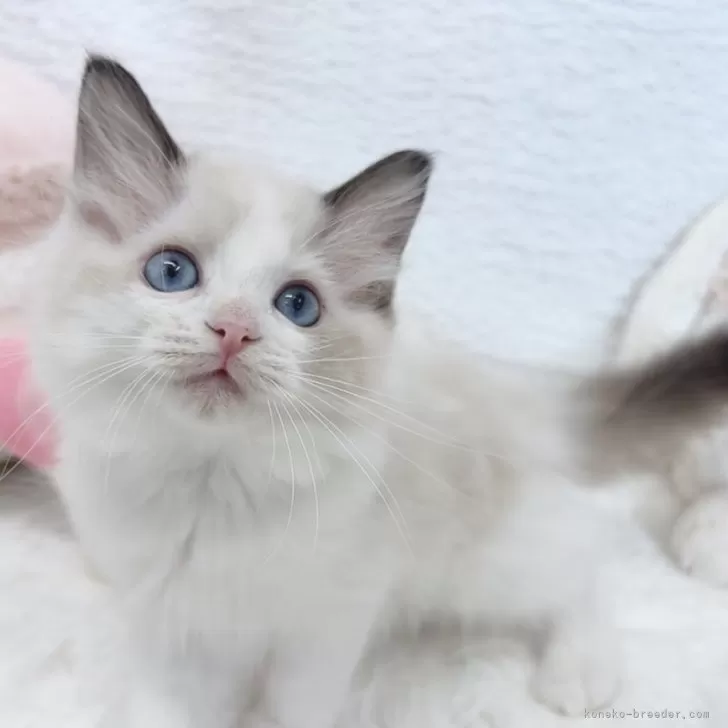 ID:2507-02175の子猫