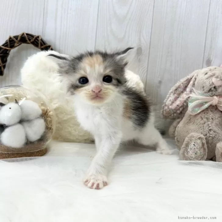 ID:2501-00870の子猫