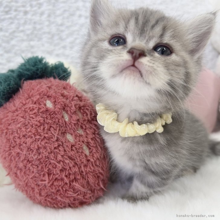 ブリーダー画像