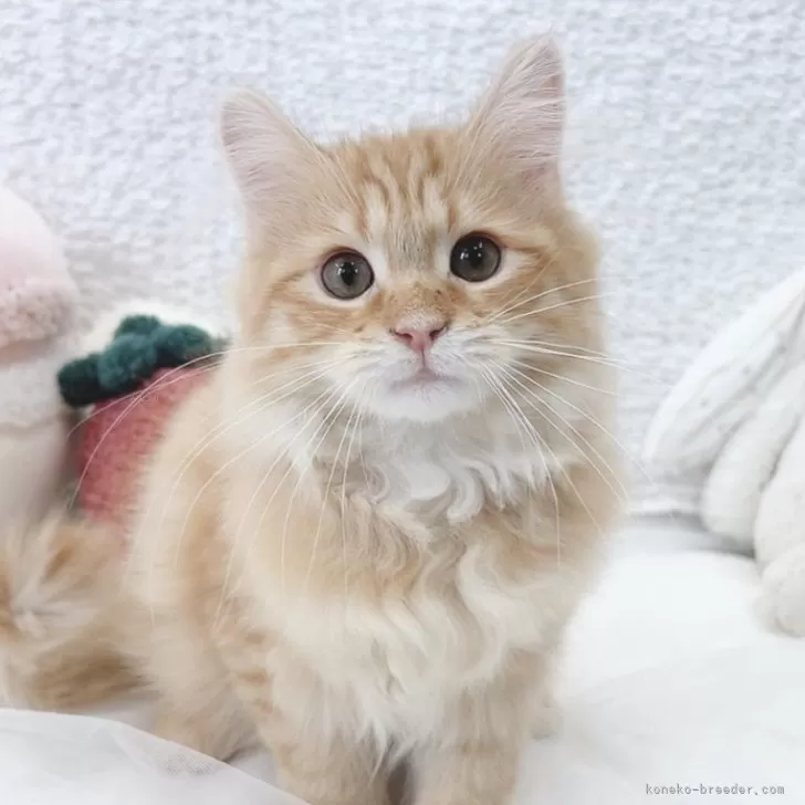 ID：2503-02816の子猫