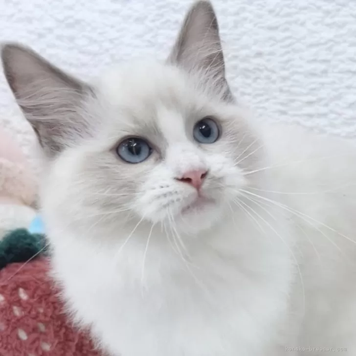 ID：2506-00927の子猫