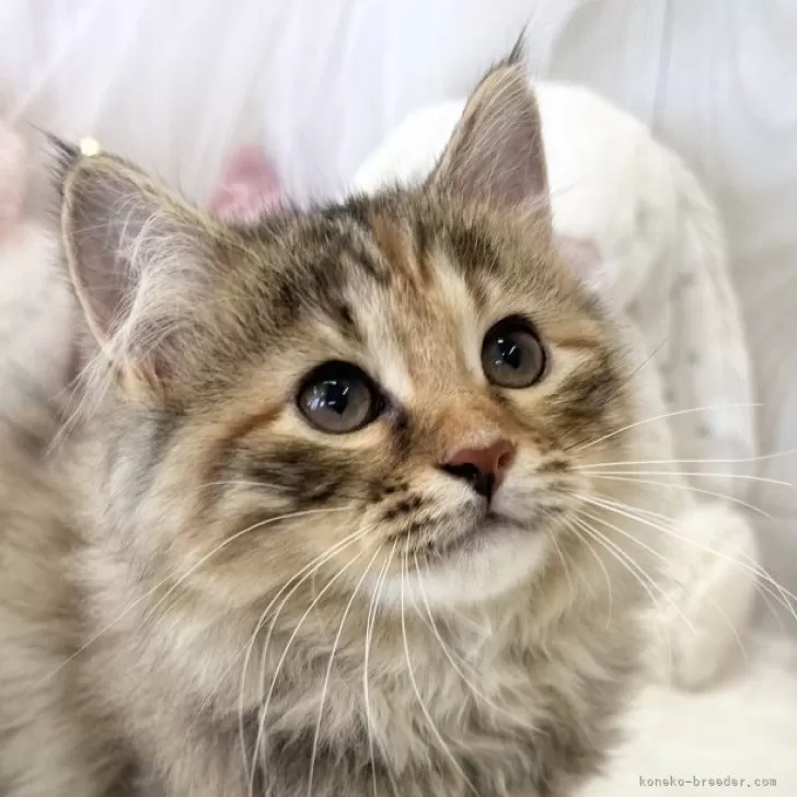 ID：2505-03029の子猫